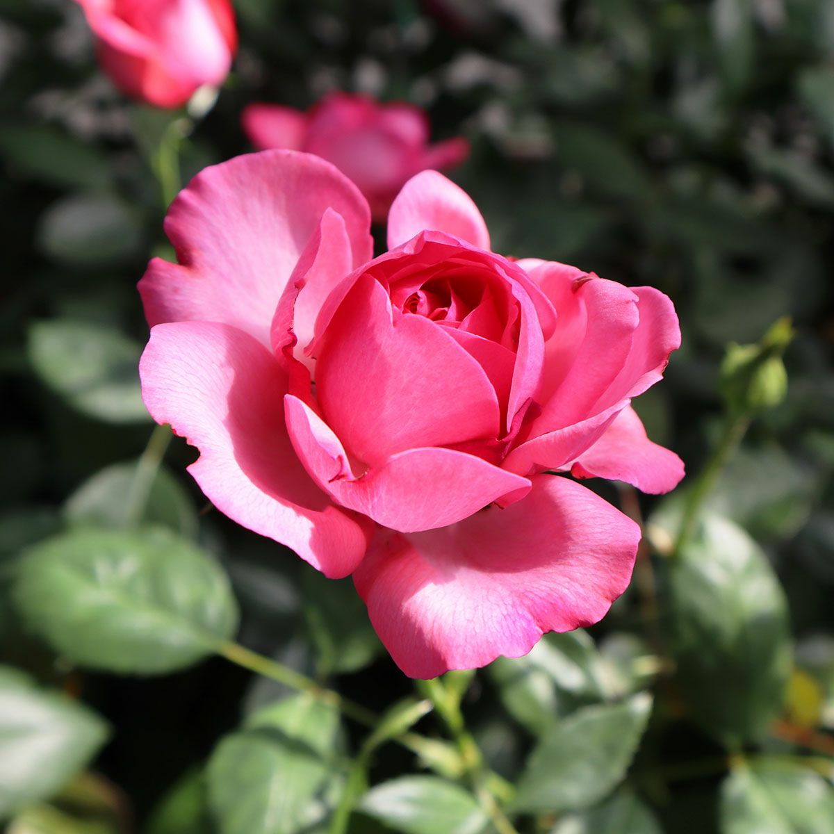 バラ苗ラズベリームースRose for You