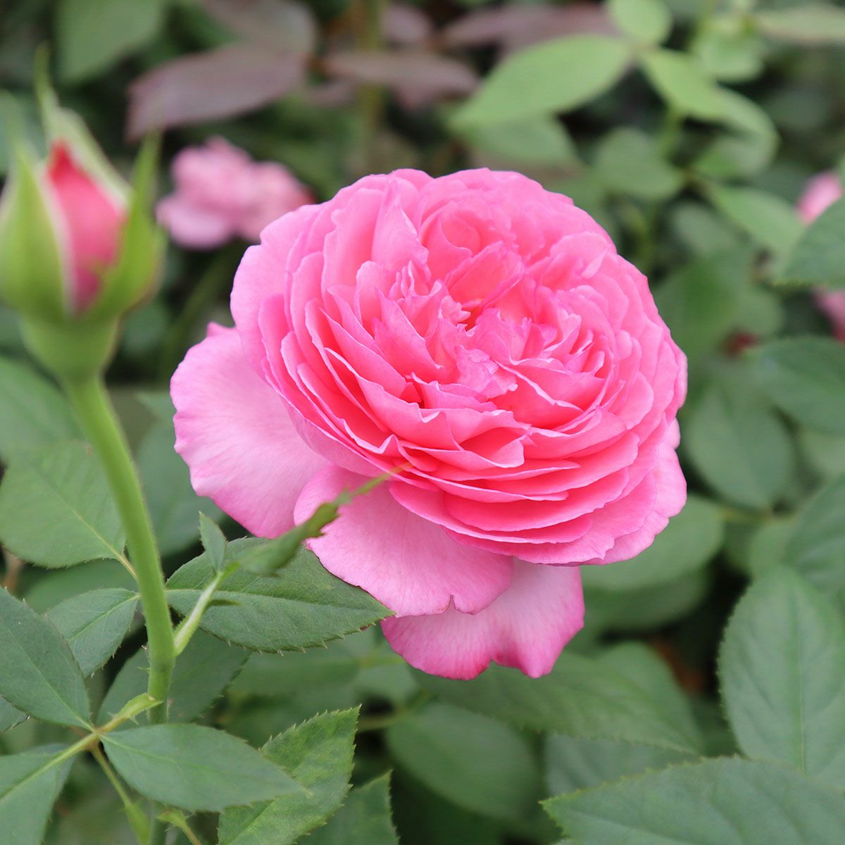 バラ苗ラズベリームースRose for You