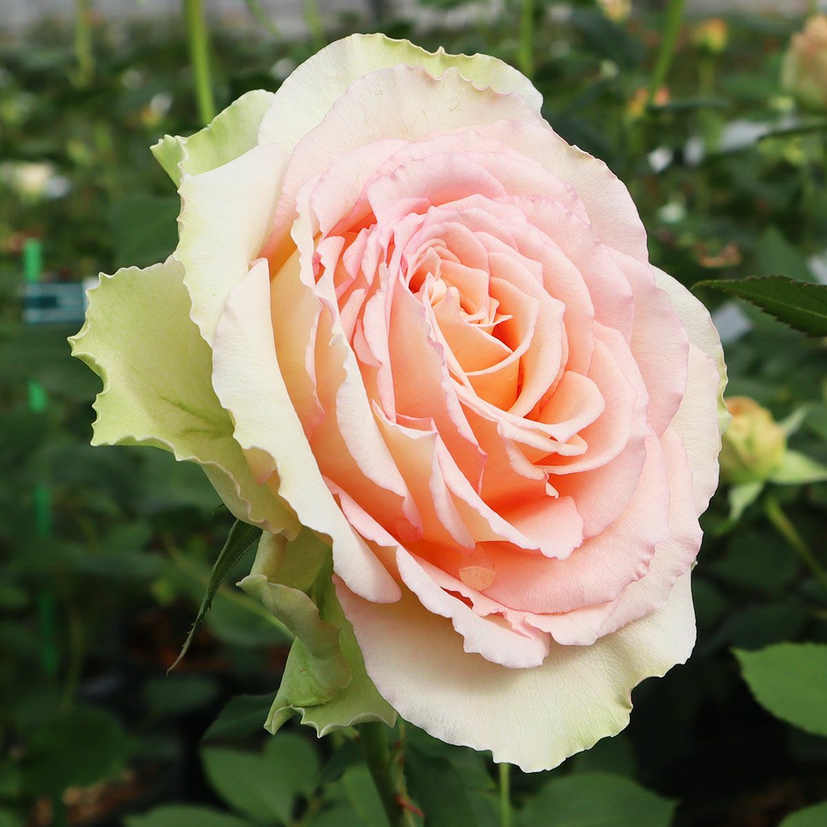 Rose for You | THE ROSE SHOP｜バラ専門店 ザローズショップ 本店