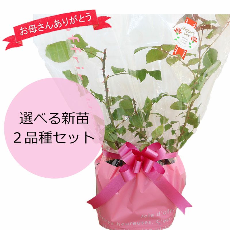 母の日ギフト】バラ苗 お好きな組み合わせで「選べる新苗2品種セット