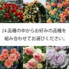バラ苗新苗選べる母の日ギフト