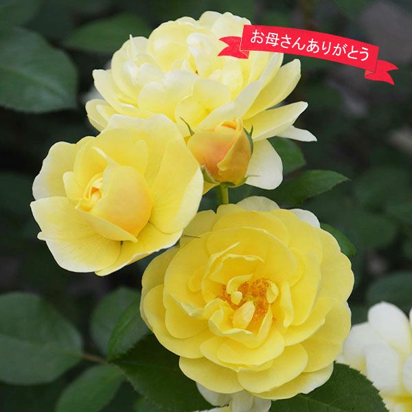 バラ苗母の日のプレゼント