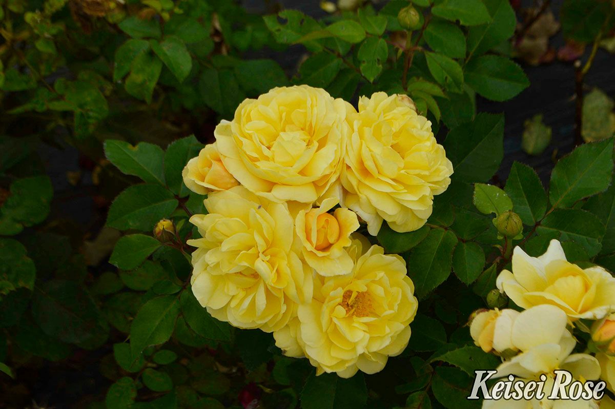 バラ苗母の日のプレゼント