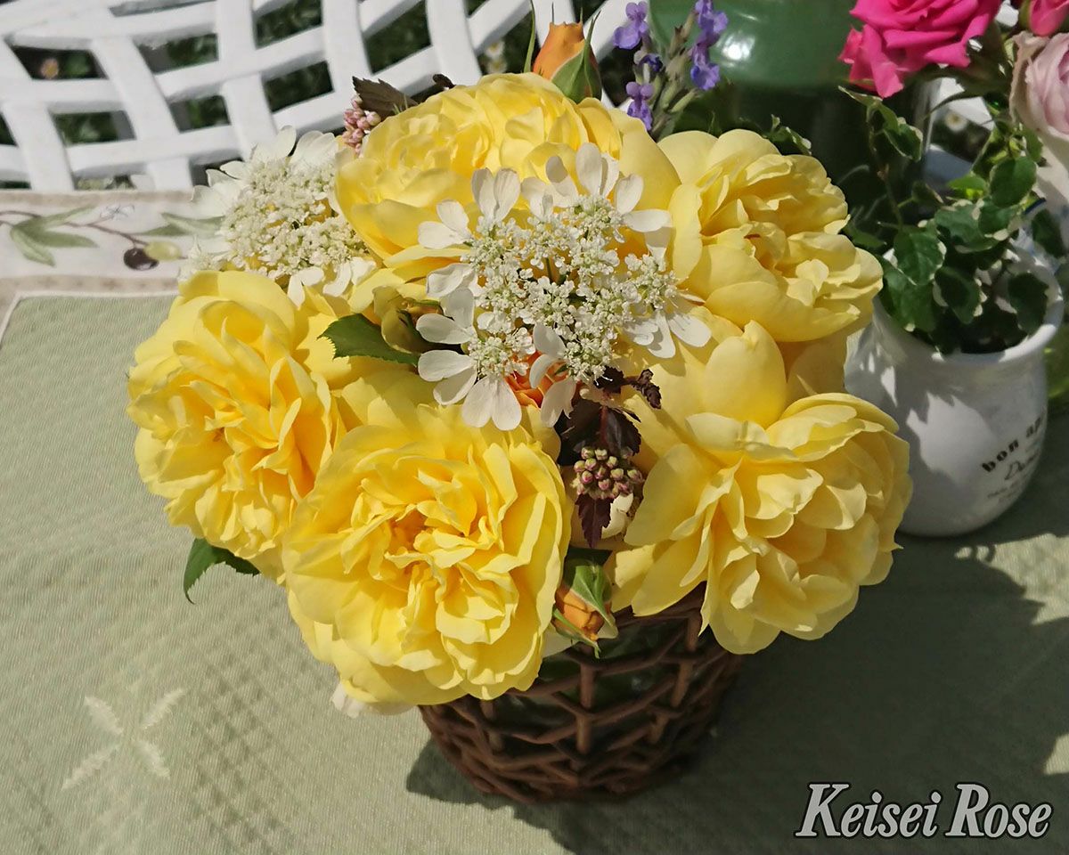 バラ苗母の日のプレゼント