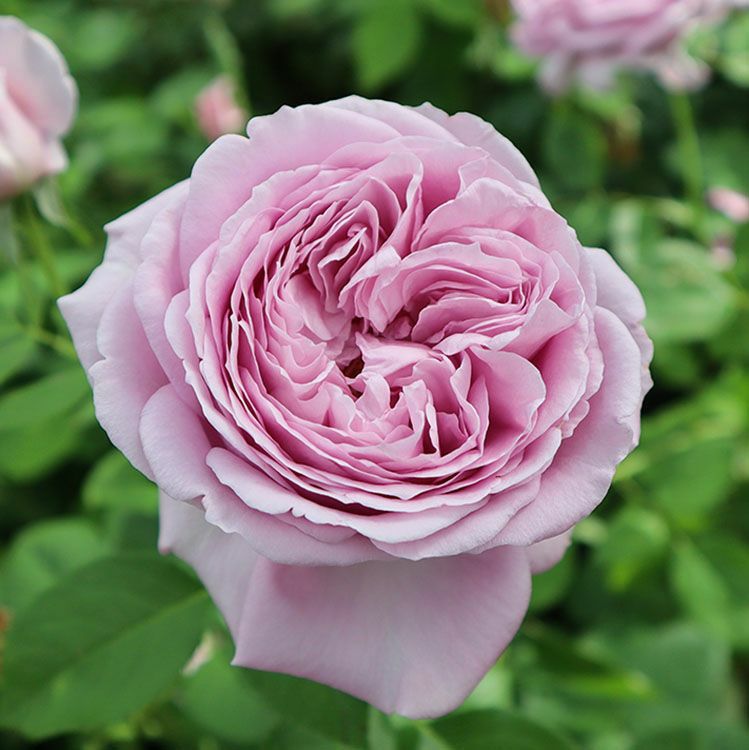 バラ苗 【海 (カイ) 】 (アウトレット苗) ハイブリッドティー 四季咲き