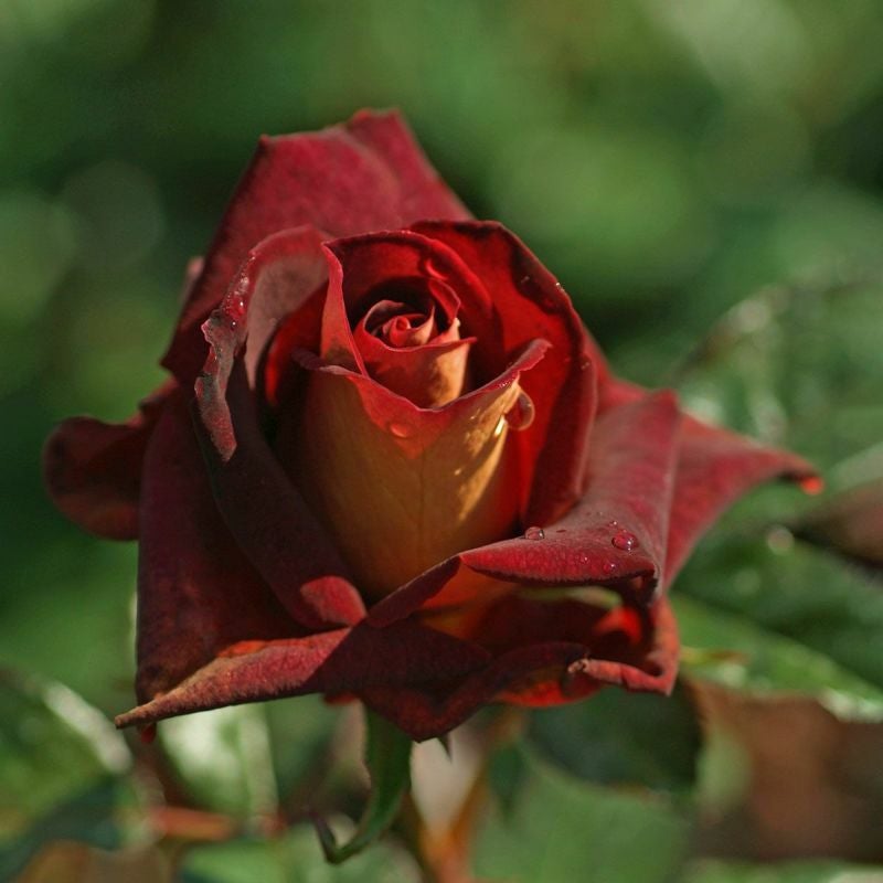 バラ苗ブラックゴールド