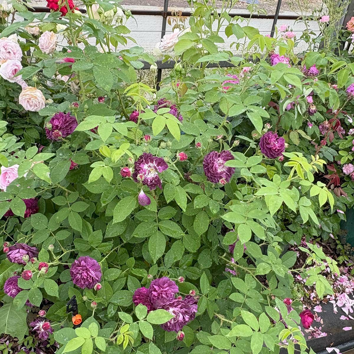 バラ苗インディゴ