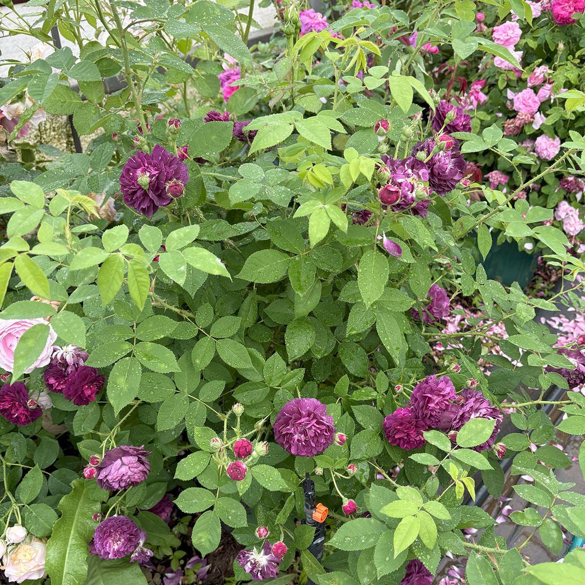 バラ苗インディゴ