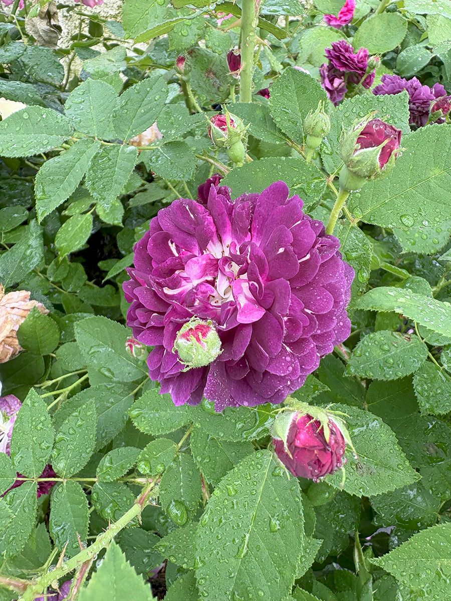 バラ苗インディゴ