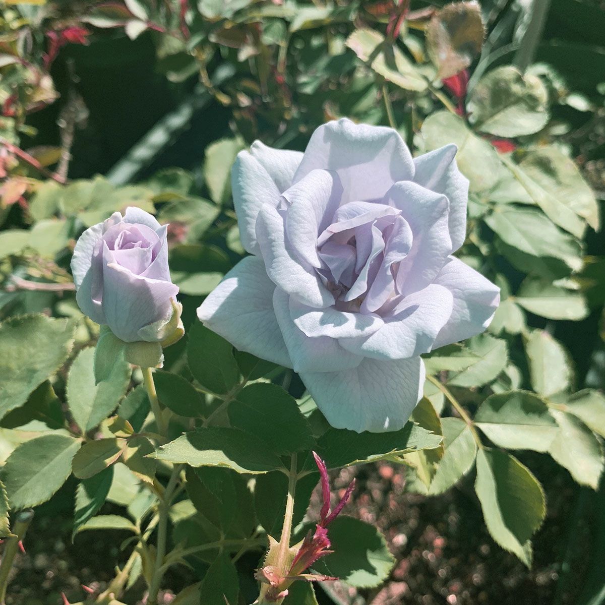 アウトレット】バラ苗 | THE ROSE SHOP｜バラ専門店 ザローズショップ