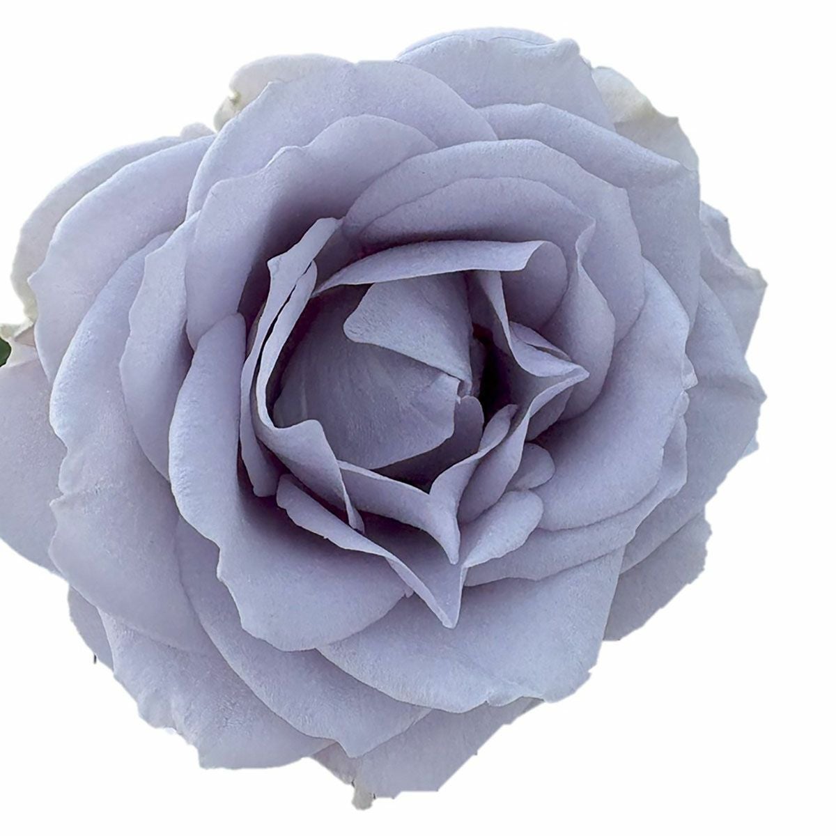 バラ苗ターンブルー