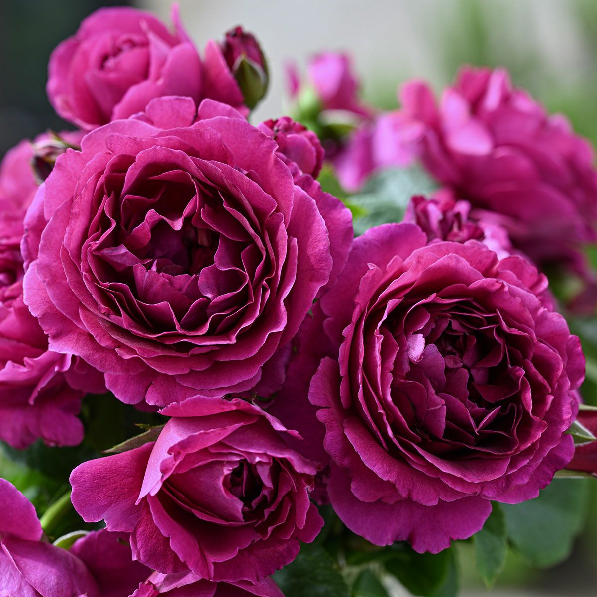 バラ苗 【ルタンデスリーズ】 (大苗) シュラブ 半つる性 四季咲き 中