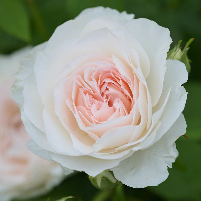 バラ苗オーブレジェール