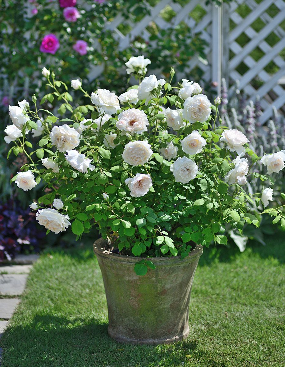 バラ苗オーブレジェール