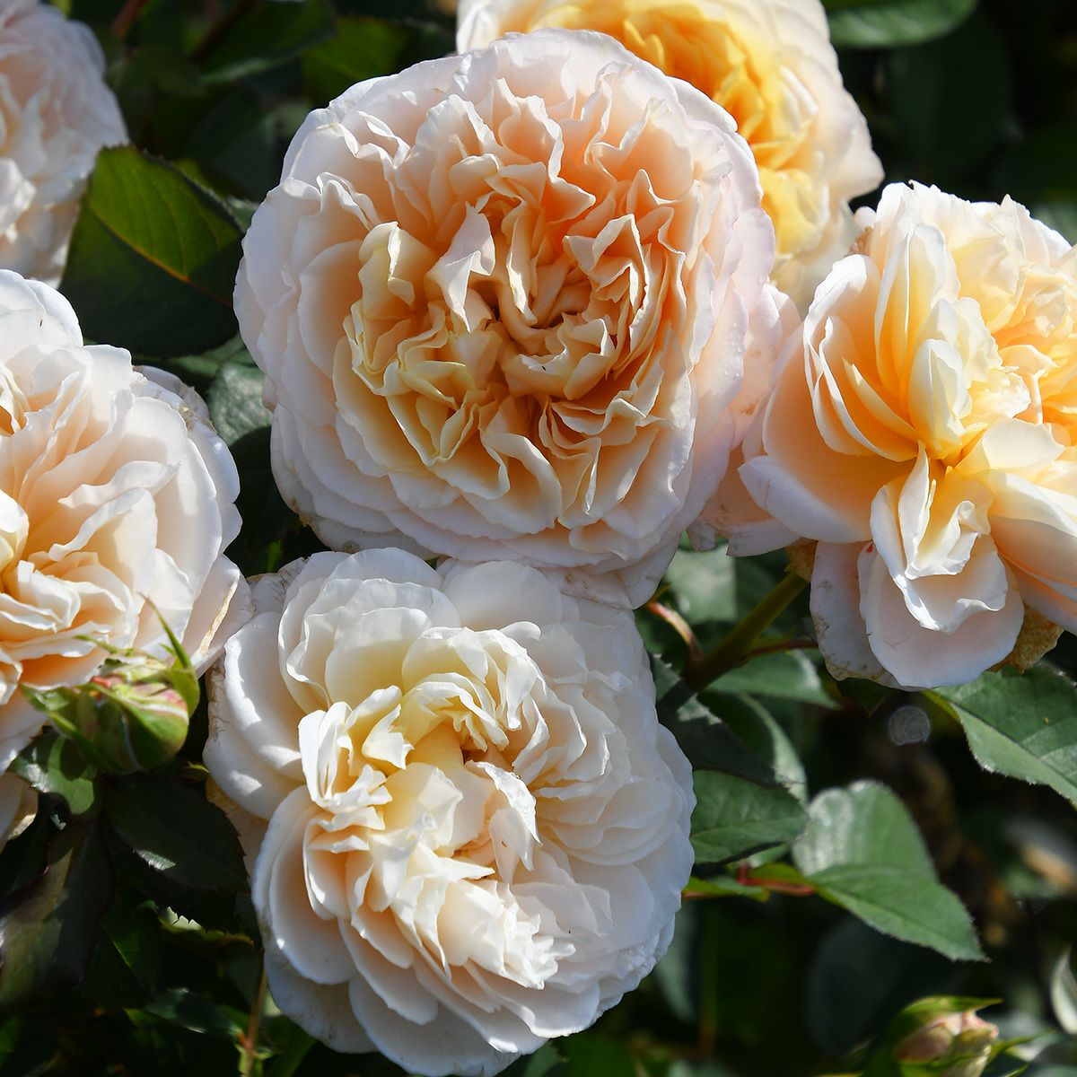 バラ苗 【エクリュ】 (大苗) フロリバンダ 四季咲き 中輪 黄色系 ロサ