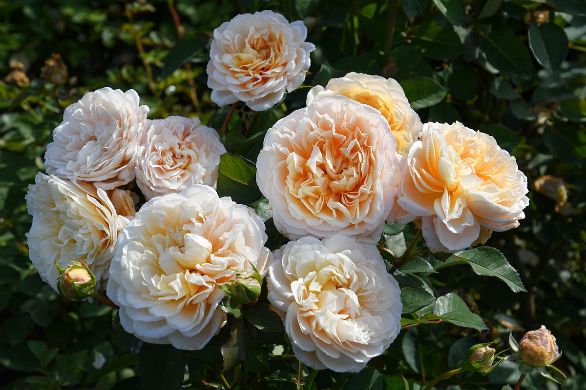 バラ苗エクリュ