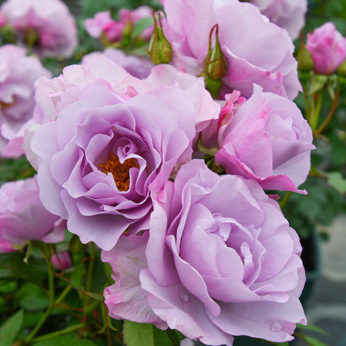 予約苗 バラ苗 【サマルカンド】 (大苗裸苗) フロリバンダ 四季咲き 中