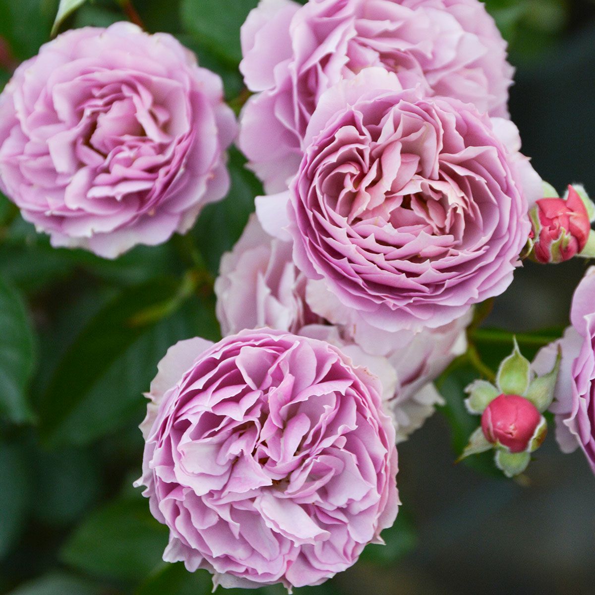 バラ苗 【シャーウッド】 (大苗) フロリバンダ 四季咲き 小中輪 複色系