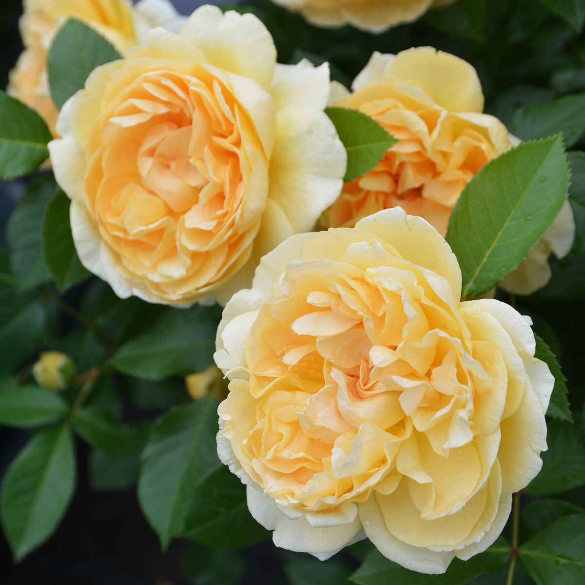 予約苗 バラ苗 【ディコン】 (大苗裸苗) フロリバンダ 四季咲き 中輪