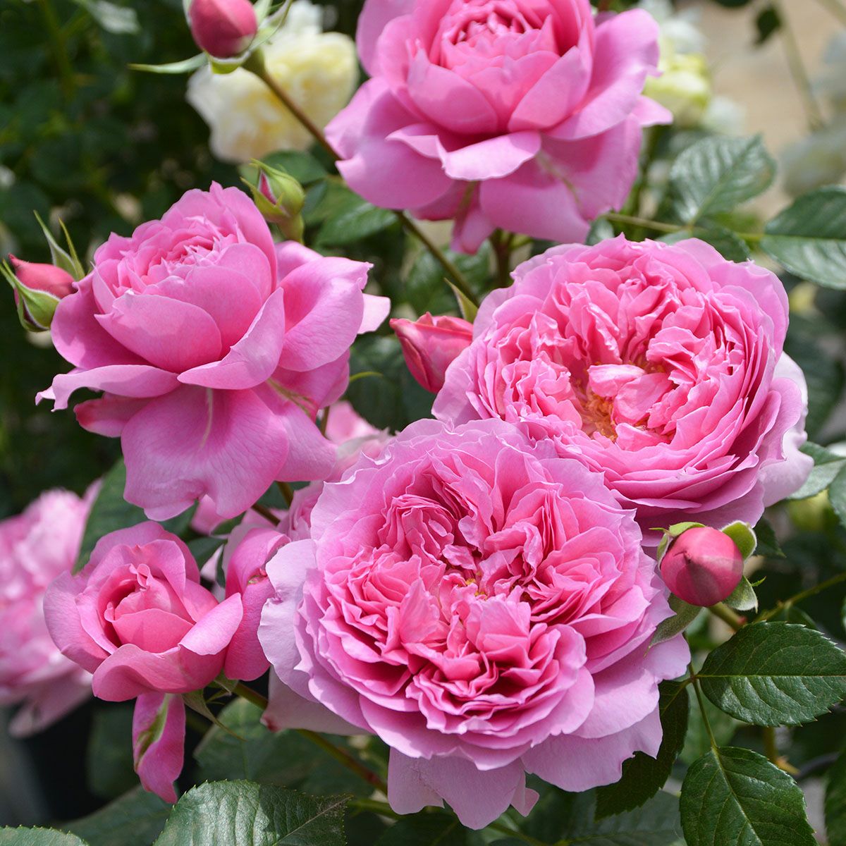 バラ苗プリマヴィスタ