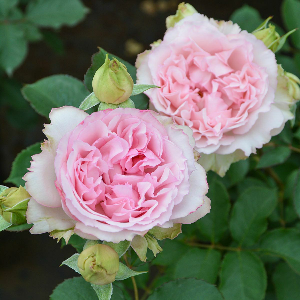 バラ苗 【フォーシーズンズ】 (大苗) シュラブ 半つる性 四季咲き 中輪