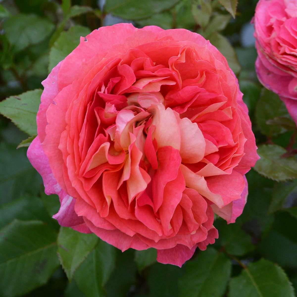 予約苗 バラ苗 【アルゴノーツ】 (大苗裸苗) シュラブ 半つる性