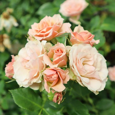 グリーン系のバラ | THE ROSE SHOP｜バラ専門店 ザローズショップ 本店 