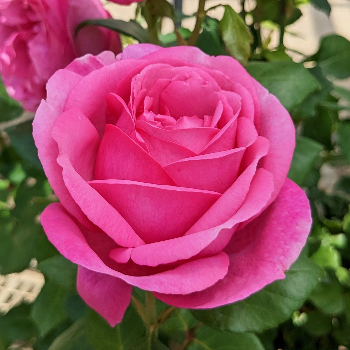 香りのバラ(強香種) | THE ROSE SHOP｜バラ専門店 ザローズショップ