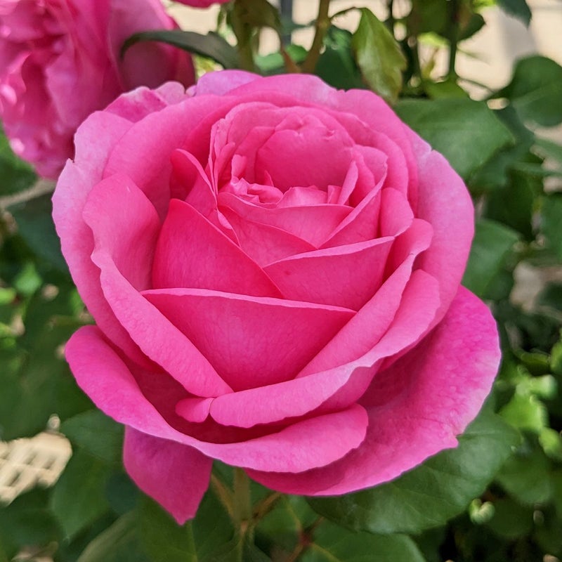 バラ苗ディジリー 