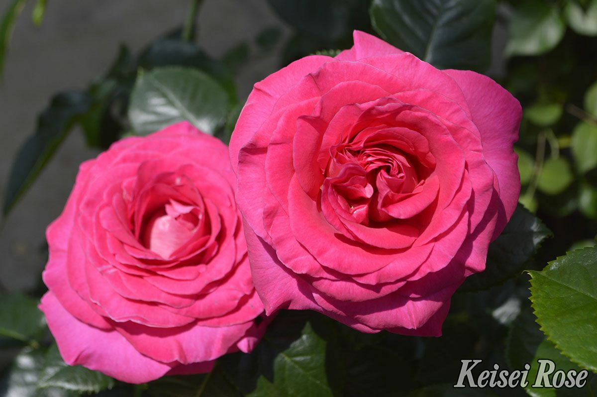 バラ苗アドーアロマンティカ