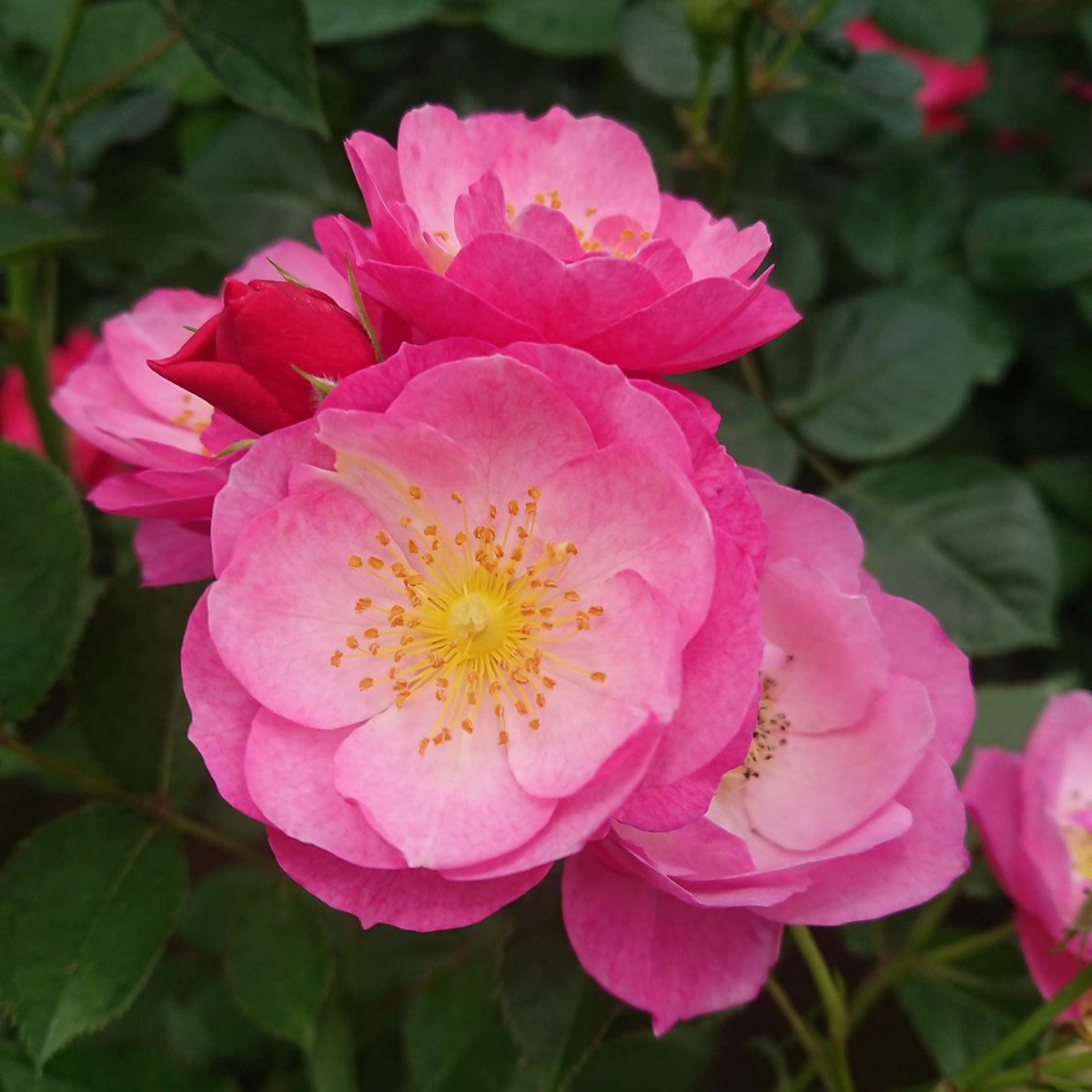 バラ苗 【恋こがれ (こいこがれ)】 (大苗) フロリバンダ 四季咲き 中輪