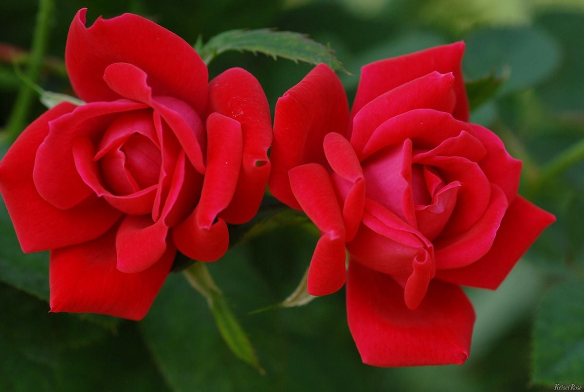 バラ苗ダブルノックアウト