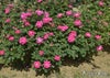 バラ苗ピンクダブルノックアウト