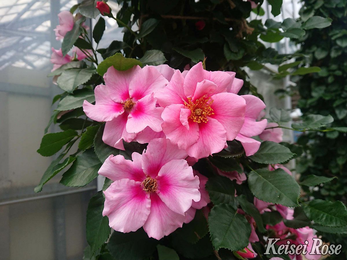 バラ苗シーユーインピンク