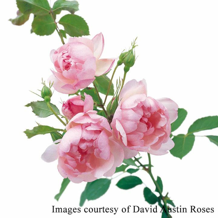 バラ苗スキャボローフェアー