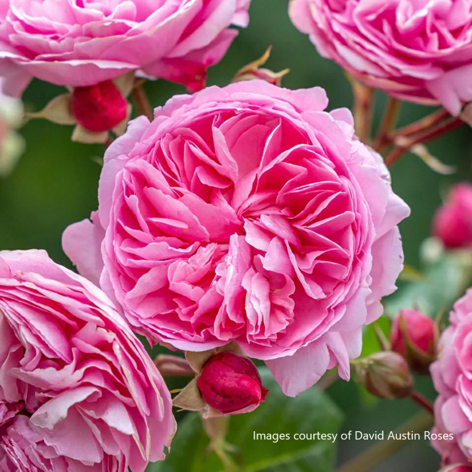 予約苗 バラ苗 【ペネロピライヴリー】 (大苗) シュラブ 半つる性