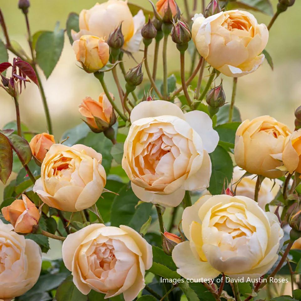 予約大苗ER6L専用角鉢入(イングリッシュローズ) | THE ROSE SHOP｜バラ