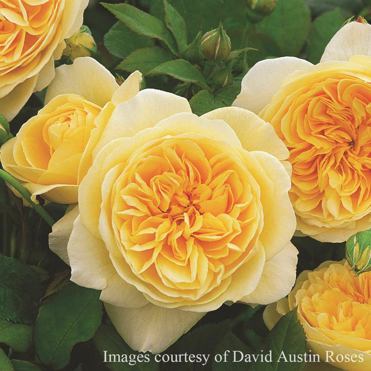 バラ苗 【ティージングジョージア】 (大苗) シュラブ 半つる性