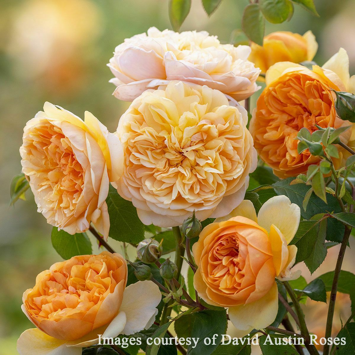 バラ苗大苗ER6L専用角鉢(イングリッシュローズ) | THE ROSE SHOP｜バラ