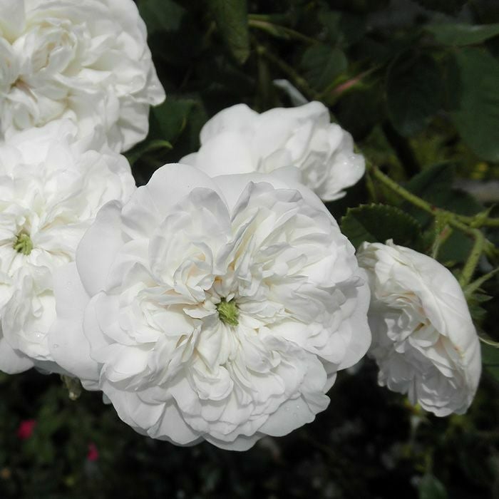 バラ苗マダムアルデ