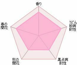 バラ苗ジェントルハーマイオニー