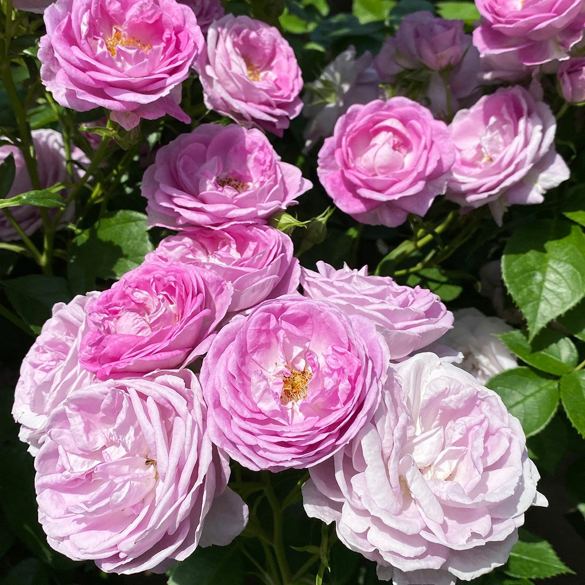 予約苗 バラ苗 【リラトロプフェン】 (新苗) フロリバンダ 四季咲き 中