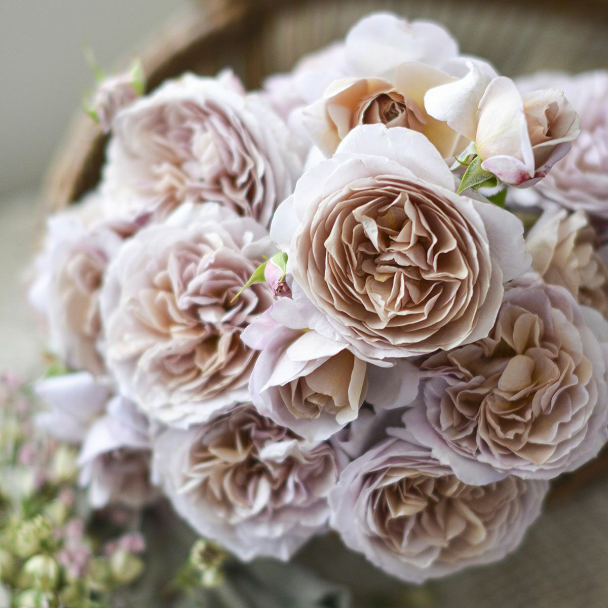 予約苗 バラ苗 【パニエ】 (新苗) フロリバンダ 四季咲き 中輪