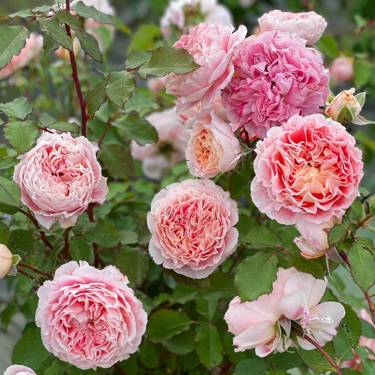 バラ苗　切りバラ苗　emma w♡♡dｈ♡use rose バラ苗 【ジェフアーティスト】 (新苗) シュラブ 半つる性 返り咲き 中