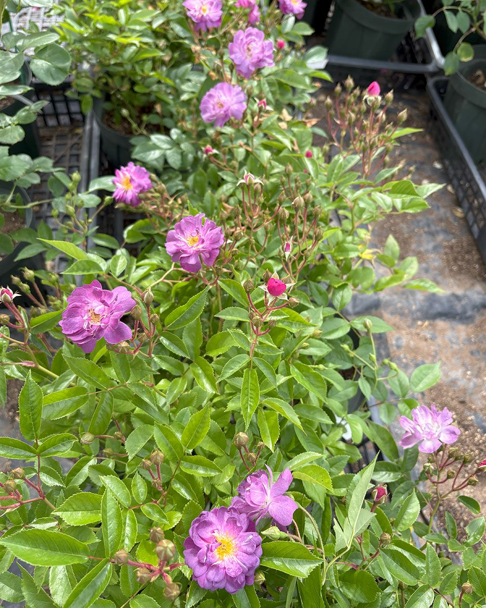 バラ苗ブルーランブラー