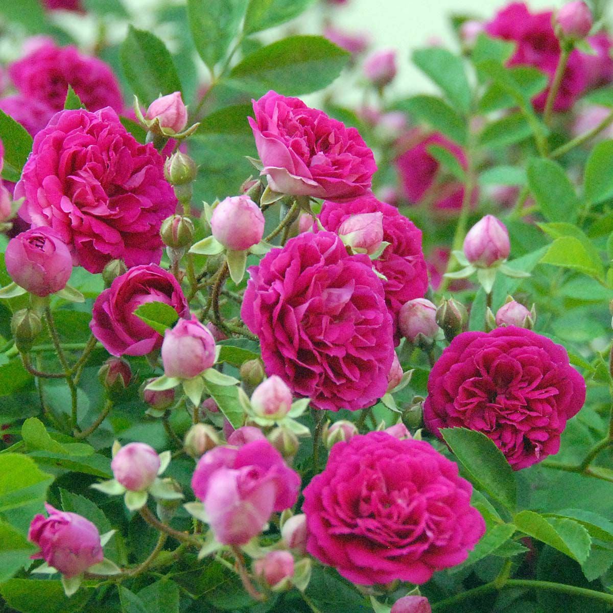 バラ苗 【プティルージュ】 (アウトレット苗) つるバラ 四季咲き 小輪