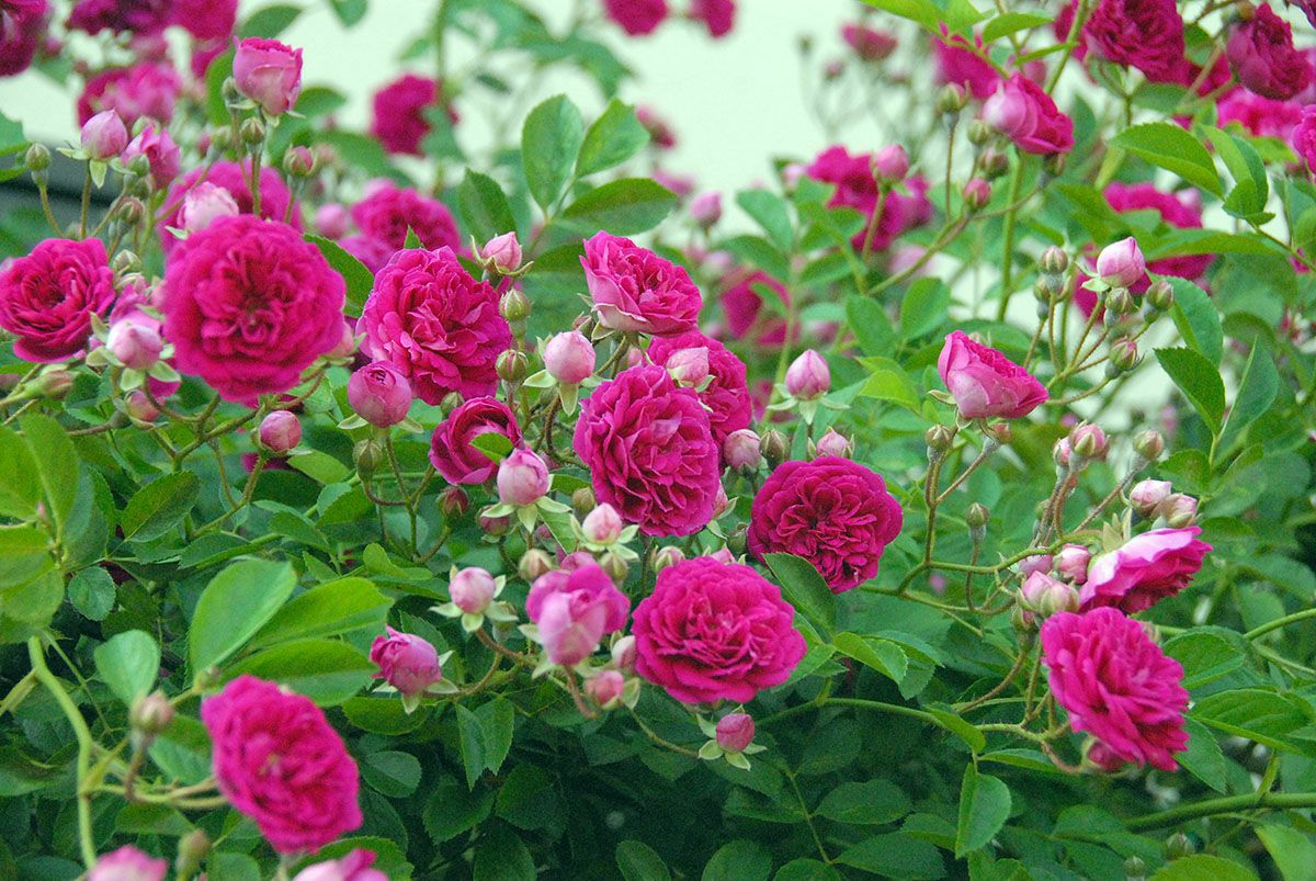 バラ苗プティルージュ