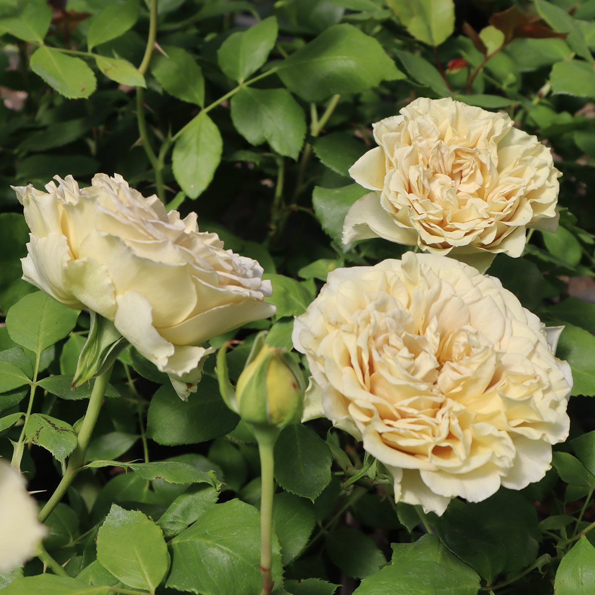 Rose for You | THE ROSE SHOP｜バラ専門店 ザローズショップ 本店