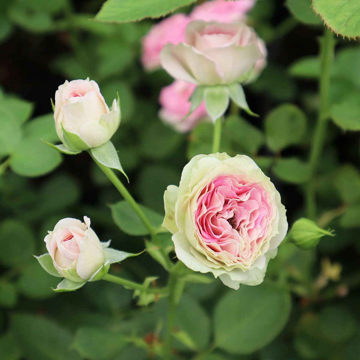 バラ苗 【フェアリーエデン】 (大苗) フロリバンダ 四季咲き 小輪