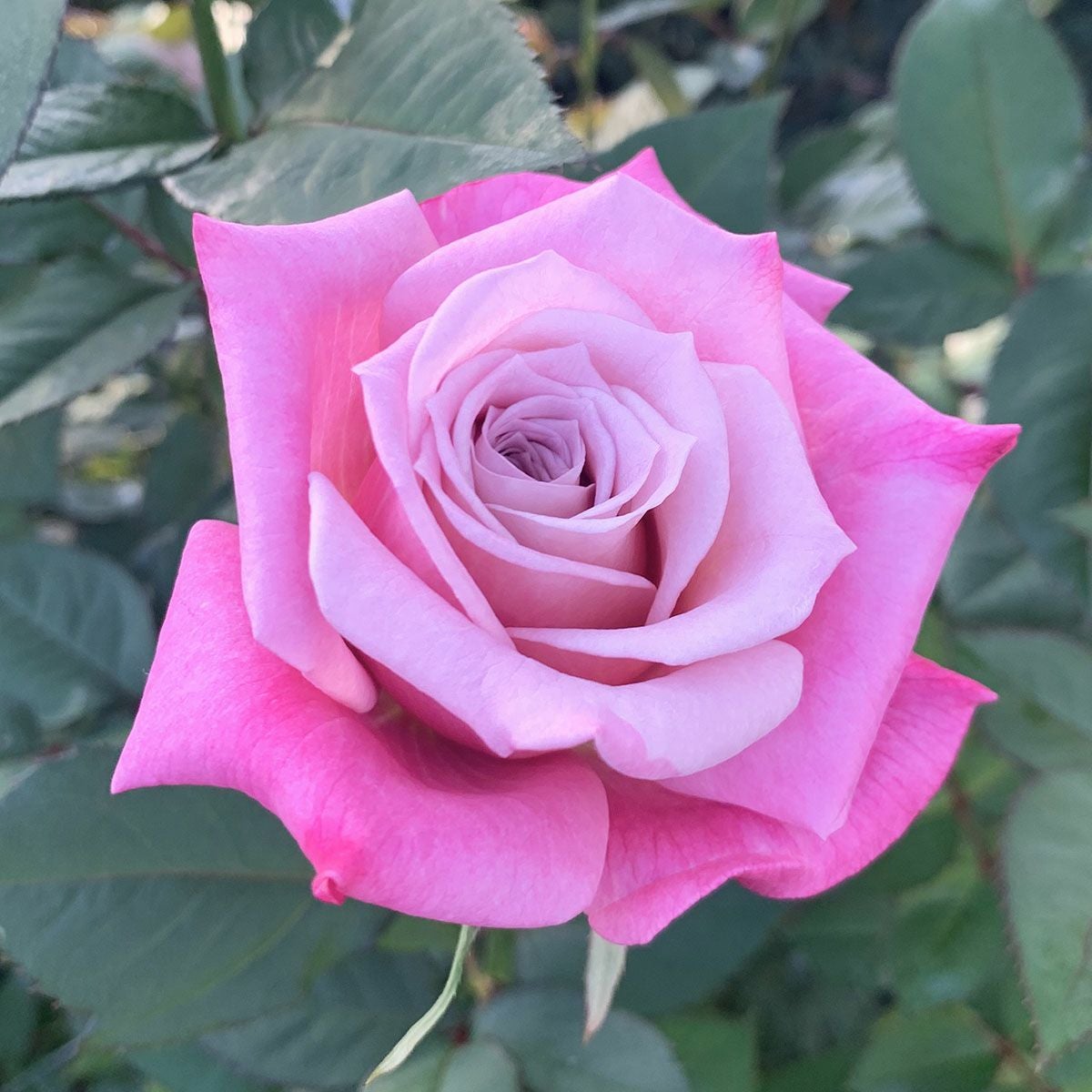 バラ苗 【紫翆 (しすい)】 (大苗) ハイブリッドティー 四季咲き 大輪